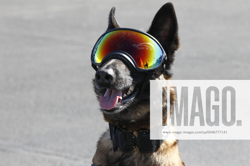 KW08 LAS VEGAS, NV - FEBRUARY 23: Security dog in the Neon Garage before the NASCAR, Motorsport, USA Cup Series Pennzoil 400 presented by Jiffy Lube on February 23, 2020, at Las Vegas Motor Speedway in Las Vegas, NV. (Photo by Jeff Speer Icon Sportswire) AUTO: FEB 23 NASCAR Cup Series - Pennzoil 400 presented by Jiffy Lube Icon200223012