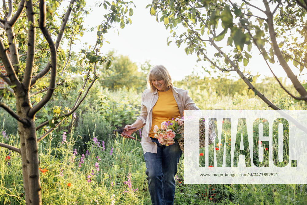 IMAGO Creative: Sommer, Sommertage im Garten An elderly smiling woman collects wildflowers in a wicker basket An elderly smiling woman collects wildflowers in a wicker basket. An aged positive female pensioner in casual clothes collects medicinal herbs. A beautiful blooming green garden in summer. ,model released, Symbolfoto