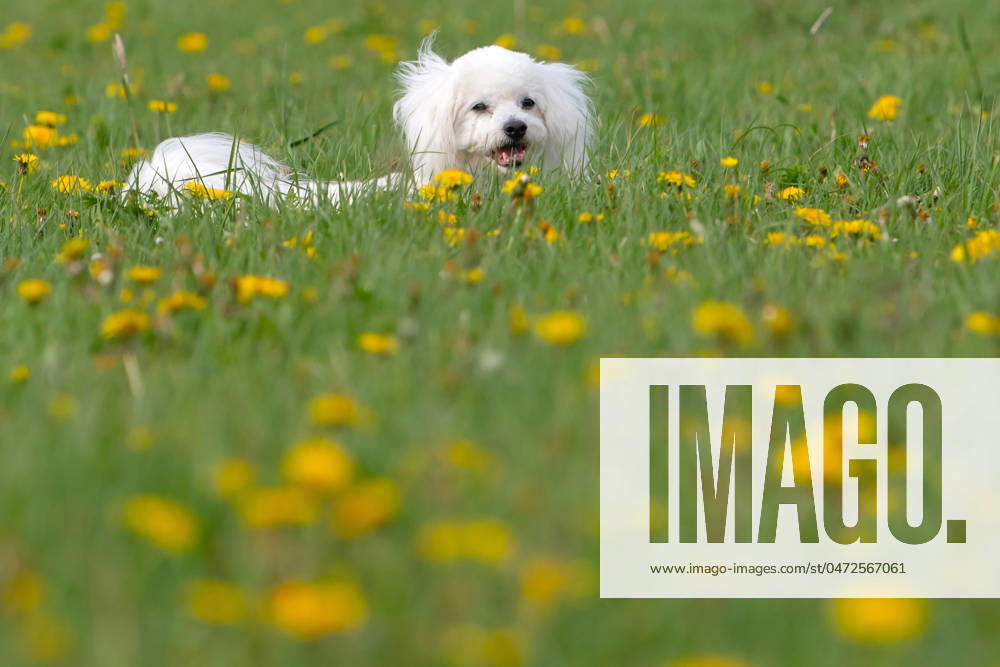Der sieben Jahre alte Bolonka Franzuska Charly auf einer Blumenwiese mit Loewenzahn Blueten am 28.04.2024 in der Naehe von Arnstadt im Thueringer Wald. The seven-year-old Bolonka Franzuska Charly in a flower meadow with dandelion flowers on April 28, 2024 at the Thuringian Forest near Arnstadt. search: Deutschland Fruehling Naturfoto Natur Fruehlingsfeature Wetterfeature Wetterbild Wetterfoto Blueten Bluete Blume Blumen Blumenwiese Loewenzahn Loewenzahnbluete Tier Tiere Franzuska symbolisch Symbolbild Symbolfoto Urlaub Fruehling Fruehlingsfeature Thueringen Wetter Wetterfeature herumtollen Landschaft Thueringer Wald Tourismus Wetterfeatures Wetterbild Schnee Haustier Haustiere Haustierhaltung Haushund kuschelig Kuschelhund Kuschelh