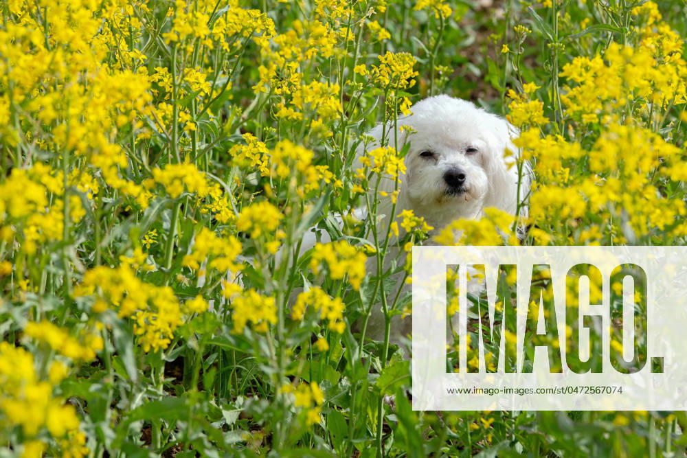 Der sieben Jahre alte Bolonka Franzuska Charly in einem Rapsfeld am 28.04.2024 in der Naehe von Arnstadt im Thueringer Wald. The seven-year-old Bolonka Franzuska Charly in a rapeseed field on April 28th, 2024 near Arnstadt in the Thuringian Forest. search: Deutschland Fruehling Naturfoto Natur Fruehlingsfeature Wetterfeature Wetterbild Wetterfoto Blueten Bluete Rapsblueten Landwirtschaft Rapsanbau Tier Tiere Franzuska symbolisch Symbolbild Symbolfoto Urlaub Fruehling Fruehlingsfeature Thueringen Wetter Wetterfeature herumtollen Landschaft Thueringer Wald Tourismus Wetterfeatures Wetterbild Schnee Haustier Haustiere Haustierhaltung Haushund kuschelig Kuschelhund Kuschelhunde klein kleine Hund Hunde Hundehaltungm Bindung Hundeleben an