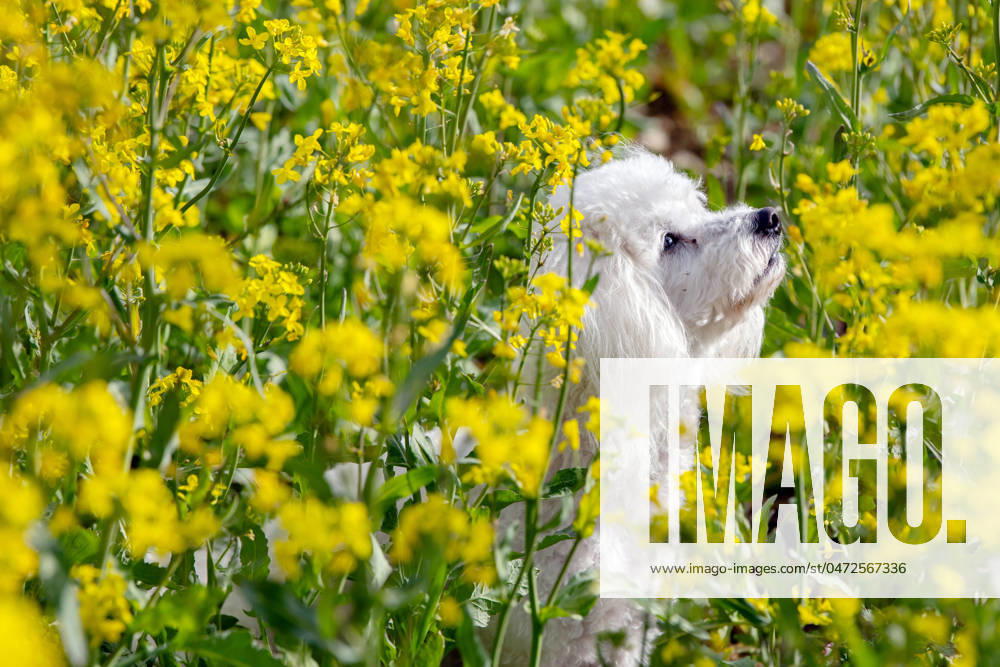Der sieben Jahre alte Bolonka Franzuska Charly in einem Rapsfeld am 28.04.2024 in der Naehe von Arnstadt im Thueringer Wald. The seven-year-old Bolonka Franzuska Charly in a rapeseed field on April 28th, 2024 near Arnstadt in the Thuringian Forest. search: Deutschland Fruehling Naturfoto Natur Fruehlingsfeature Wetterfeature Wetterbild Wetterfoto Blueten Bluete Rapsblueten Landwirtschaft Rapsanbau Tier Tiere Franzuska symbolisch Symbolbild Symbolfoto Urlaub Fruehling Fruehlingsfeature Thueringen Wetter Wetterfeature herumtollen Landschaft Thueringer Wald Tourismus Wetterfeatures Wetterbild Schnee Haustier Haustiere Haustierhaltung Haushund kuschelig Kuschelhund Kuschelhunde klein kleine Hund Hunde Hundehaltungm Bindung Hundeleben an