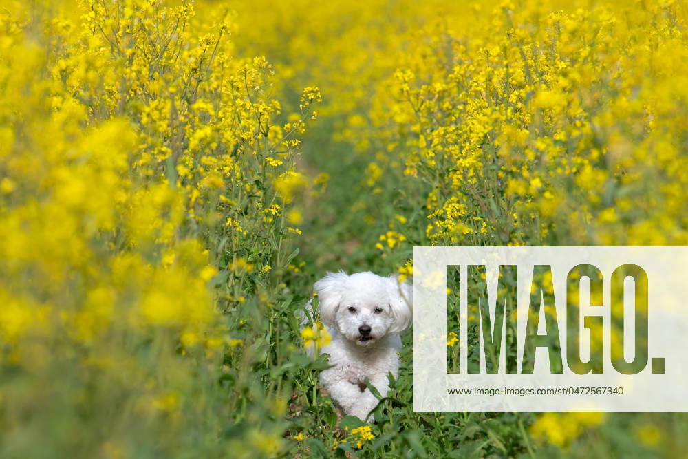 Der sieben Jahre alte Bolonka Franzuska Charly in einem Rapsfeld am 28.04.2024 in der Naehe von Arnstadt im Thueringer Wald. The seven-year-old Bolonka Franzuska Charly in a rapeseed field on April 28th, 2024 near Arnstadt in the Thuringian Forest. search: Deutschland Fruehling Naturfoto Natur Fruehlingsfeature Wetterfeature Wetterbild Wetterfoto Blueten Bluete Rapsblueten Landwirtschaft Rapsanbau Tier Tiere Franzuska symbolisch Symbolbild Symbolfoto Urlaub Fruehling Fruehlingsfeature Thueringen Wetter Wetterfeature herumtollen Landschaft Thueringer Wald Tourismus Wetterfeatures Wetterbild Schnee Haustier Haustiere Haustierhaltung Haushund kuschelig Kuschelhund Kuschelhunde klein kleine Hund Hunde Hundehaltungm Bindung Hundeleben an