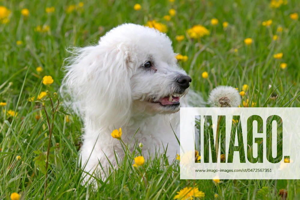 Der sieben Jahre alte Bolonka Franzuska Charly auf einer Blumenwiese mit Loewenzahn Blueten am 28.04.2024 in der Naehe von Arnstadt im Thueringer Wald. The seven-year-old Bolonka Franzuska Charly in a flower meadow with dandelion flowers on April 28, 2024 at the Thuringian Forest near Arnstadt. search: Deutschland Fruehling Naturfoto Natur Fruehlingsfeature Wetterfeature Wetterbild Wetterfoto Blueten Bluete Blume Blumen Blumenwiese Loewenzahn Loewenzahnbluete Tier Tiere Franzuska symbolisch Symbolbild Symbolfoto Urlaub Fruehling Fruehlingsfeature Thueringen Wetter Wetterfeature herumtollen Landschaft Thueringer Wald Tourismus Wetterfeatures Wetterbild Schnee Haustier Haustiere Haustierhaltung Haushund kuschelig Kuschelhund Kuschelh