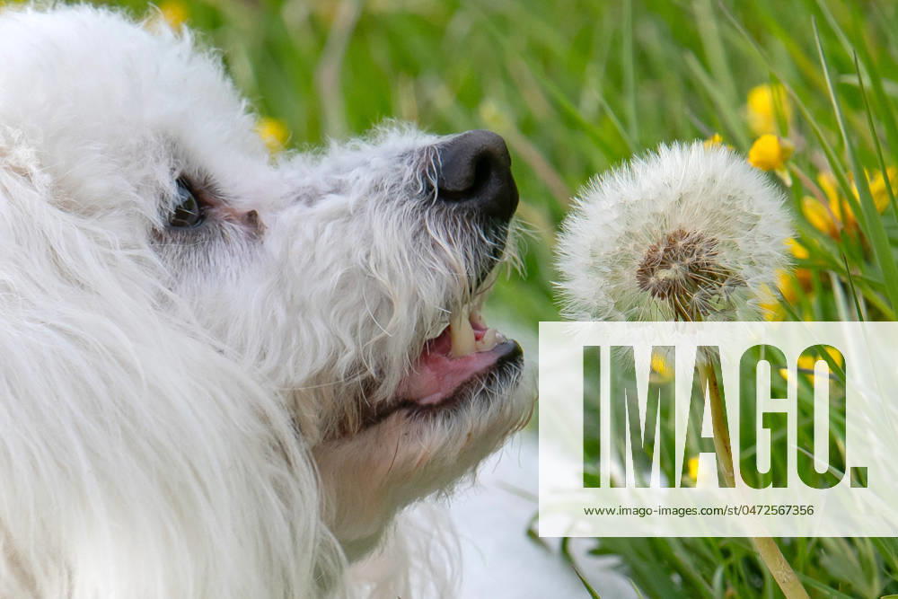 Der sieben Jahre alte Bolonka Franzuska Charly auf einer Blumenwiese mit Loewenzahn Blueten am 28.04.2024 in der Naehe von Arnstadt im Thueringer Wald. The seven-year-old Bolonka Franzuska Charly in a flower meadow with dandelion flowers on April 28, 2024 at the Thuringian Forest near Arnstadt. search: Deutschland Fruehling Naturfoto Natur Fruehlingsfeature Wetterfeature Wetterbild Wetterfoto Blueten Bluete Blume Blumen Blumenwiese Loewenzahn Loewenzahnbluete Tier Tiere Franzuska symbolisch Symbolbild Symbolfoto Urlaub Fruehling Fruehlingsfeature Thueringen Wetter Wetterfeature herumtollen Landschaft Thueringer Wald Tourismus Wetterfeatures Wetterbild Schnee Haustier Haustiere Haustierhaltung Haushund kuschelig Kuschelhund Kuschelh