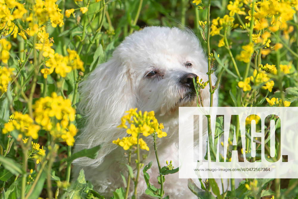 Der sieben Jahre alte Bolonka Franzuska Charly schnuppert an einer Bluete in einem Rapsfeld am 28.04.2024 in der Naehe von Arnstadt im Thueringer Wald. The seven-year-old Bolonka Franzuska Charly sniffs a flower in a rapeseed field on April 28, 2024 near Arnstadt in the Thuringian Forest. search: Deutschland Fruehling Naturfoto Natur Fruehlingsfeature Wetterfeature Wetterbild Wetterfoto Blueten Bluete Rapsblueten Landwirtschaft Rapsanbau Tier Tiere Franzuska symbolisch Symbolbild Symbolfoto Urlaub Fruehling Fruehlingsfeature Thueringen Wetter Wetterfeature herumtollen Landschaft Thueringer Wald Tourismus Wetterfeatures Wetterbild Schnee Haustier Haustiere Haustierhaltung Haushund kuschelig Kuschelhund Kuschelhunde klein kleine Hund