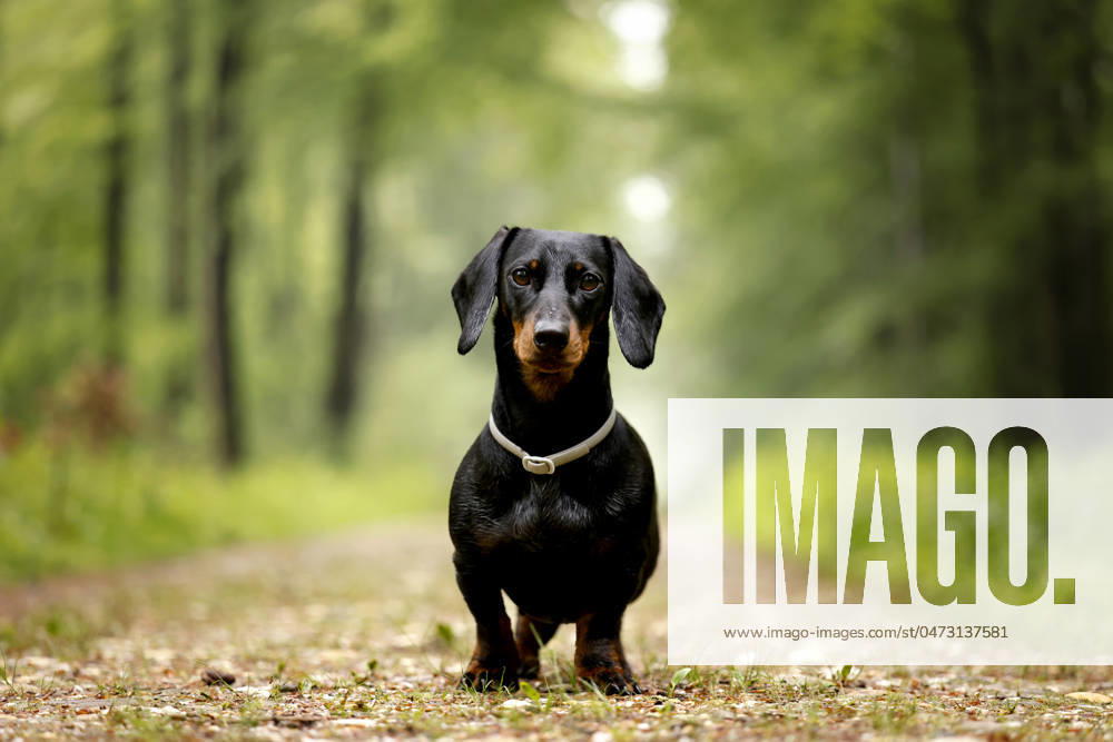 Ein Dackel (Deutsch-Kurzhaar) spielt im Wald. Agrarminister Cem Özdemir (Grüne) will mit der Reform des Tierschutzgesetzes Qualzucht verhindern, was bei Hundefreunden die Befürchtung nach einer Art Gesetz ( Dackel-Verbot ) ausgelöst hat, das ganze Rassen verbieten könnte. (Themenbild, Symbolbild) Frechen, 08.05.2024 NRW Deutschland