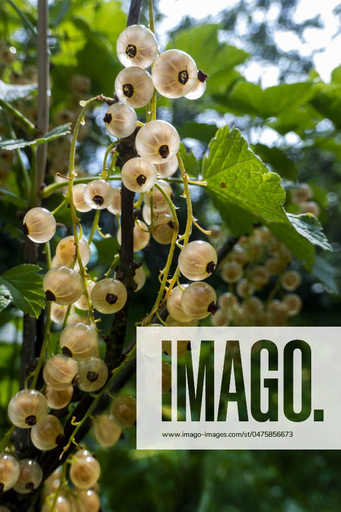 Ripe white currants in the garden. Brush of white currant berries and green leaves. White currant Ribes rubrum White grape Close up. Macro. High quality photo