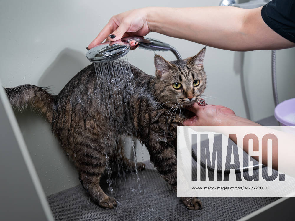 Woman washing a tabby gray cat in a grooming salon. Woman washing a tabby gray cat in a grooming salon