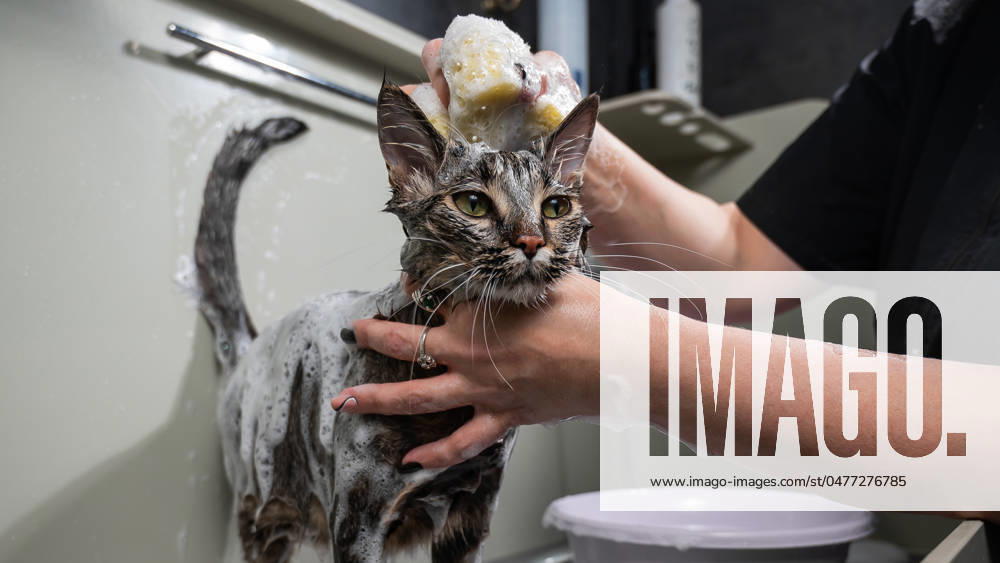 Woman shampooing a tabby gray cat in a grooming salon. Woman shampooing a tabby gray cat in a grooming salon