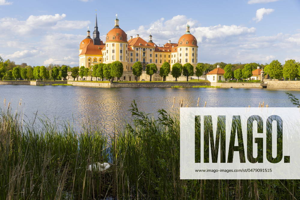 Barockschloss Moritzburg Das auch als Filkulisse bekannte Wasserschloss, liegt mitten in einem See und ist ein beliebtes Ausflugsziel. Ein Schwanenpaar hat am Seeufer sein Nest errichtet. Moritzburg Sachsen Deutschland