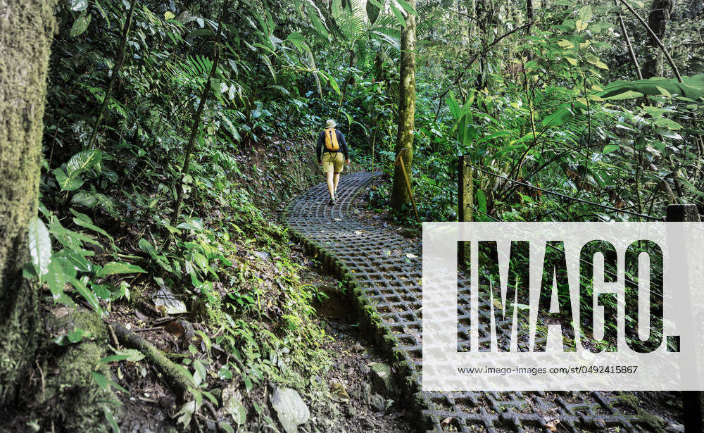 Hike in Costa Rica. Hiking in green tropical jungle, Costa Rica, Central America ,model released, Symbolfoto; Wanderung in costä Rica Wandern in Grün tropisch jungle, costä Rica, Zentraler Amerika ,model released, Symbolfoto ING_19071_34170 RECORD DATE NOT STATED