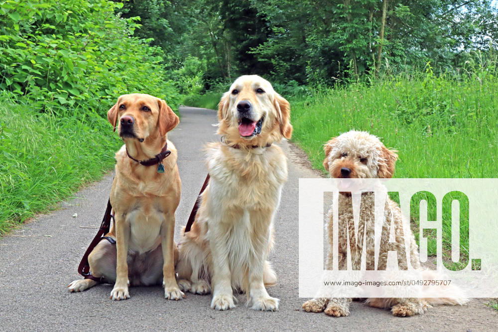 Hundegruppe beim Spaziergang Drei Hunde sitzen bei einem Spaziergang gemeinschaftlich auf einem Weg und machen eine kleine Pause