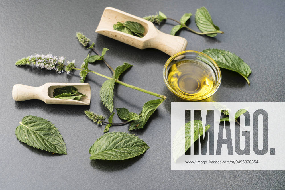 Pfefferminze, Pfeffer-Minze, Minze, Edelminze, Englische Minze, Teeminze, Frauenminze (Mentha x piperita, Mentha piperita, M. aquatica x M. spicata), bluehende Pfefferminze, gesammelte frische Blaetter mit Holzschaeufelchen und Glasschale mit Pfefferminzoel peppermint, hybrid-peppermint (Mentha x piperita, Mentha piperita, M. aquatica x M. spicata), blooming peppermint, collected fresh leaves with wooden scoop and glass bowl with peppermint oil BLWS710568