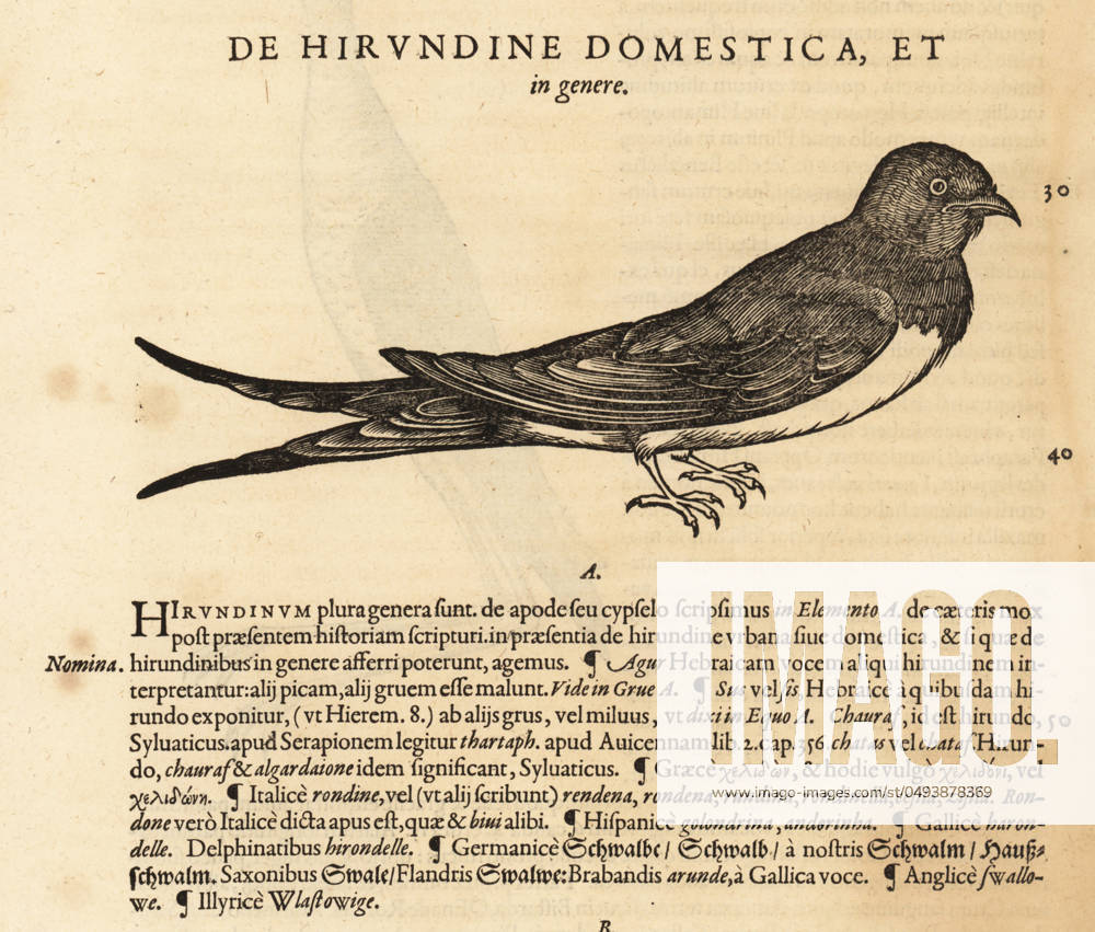 House martin, Delichon urbicum House martin, Delichon urbicum. De Avibus, de Hirundine domestica, swallowe, Schwalbe, rondine, harondelle, hirondelle, golondrina, Hirundo urbica. Woodcut engraving after an illustration by Lucas Schan and Conrad Gessner from Conrad Gessner s Historiae Animalium, De avium natura, (Natural history of animals: birds), Frankfurt, Wechel for Cambier, 1585.