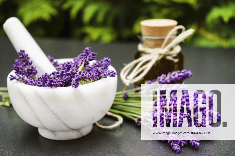 Lavendel, Schmalblaettriger Lavendel, Echter Lavendel, Schmalblaettrige Lavendel (Lavandula angustifolia, Lavandula officinalis), frisch gesammelte Lavendelblueten, Lavendelblueten in einem Moerser mit Stoessel und Lavendeloel English lavender (Lavandula angustifolia, Lavandula officinalis), freshly collected lavender flowers, lavender flowers in a mortar with pestle and lavender oil BLWS710543