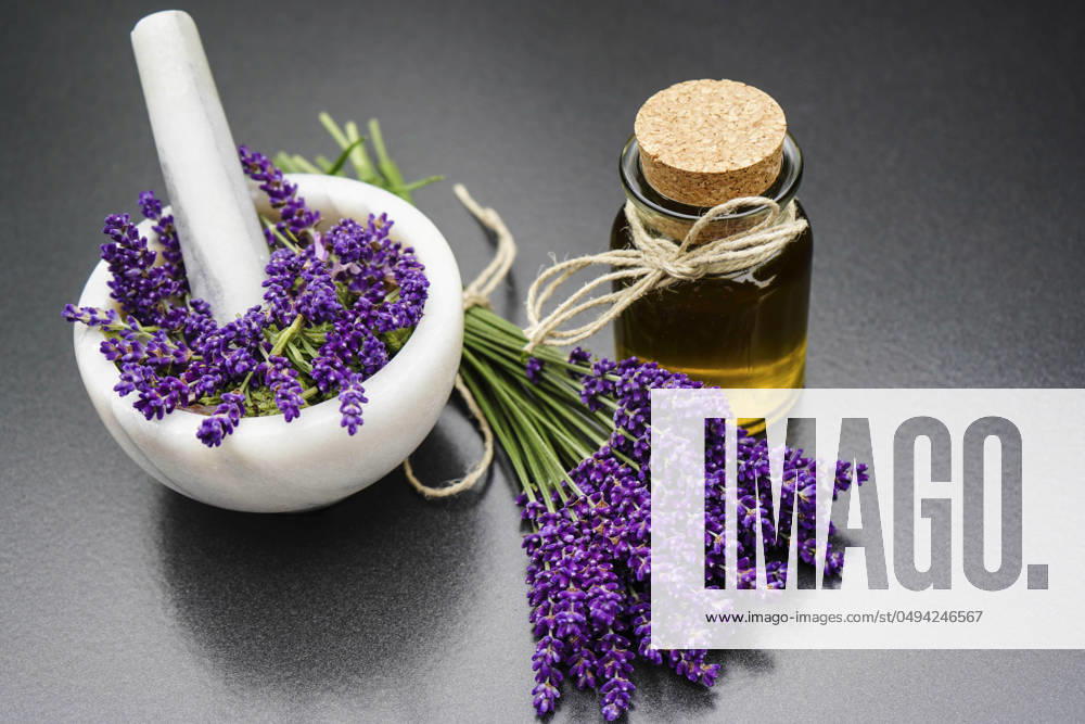 Lavendel, Schmalblaettriger Lavendel, Echter Lavendel, Schmalblaettrige Lavendel (Lavandula angustifolia, Lavandula officinalis), frisch gesammelte Lavendelblueten, Lavendelblueten in einem Moerser mit Stoessel und Lavendeloel English lavender (Lavandula angustifolia, Lavandula officinalis), freshly collected lavender flowers, lavender flowers in a mortar with pestle and lavender oil BLWS710544