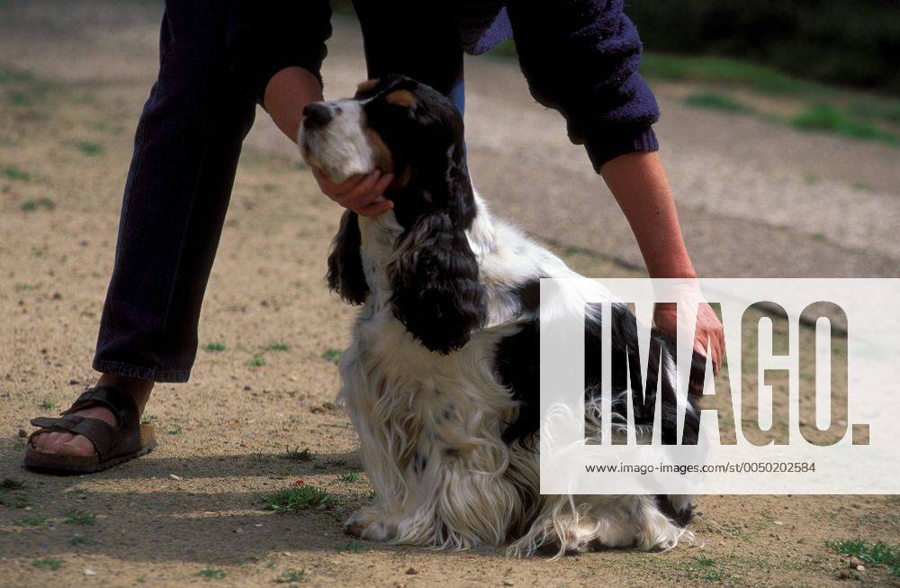 Cocker Spaniel wird gebürstet