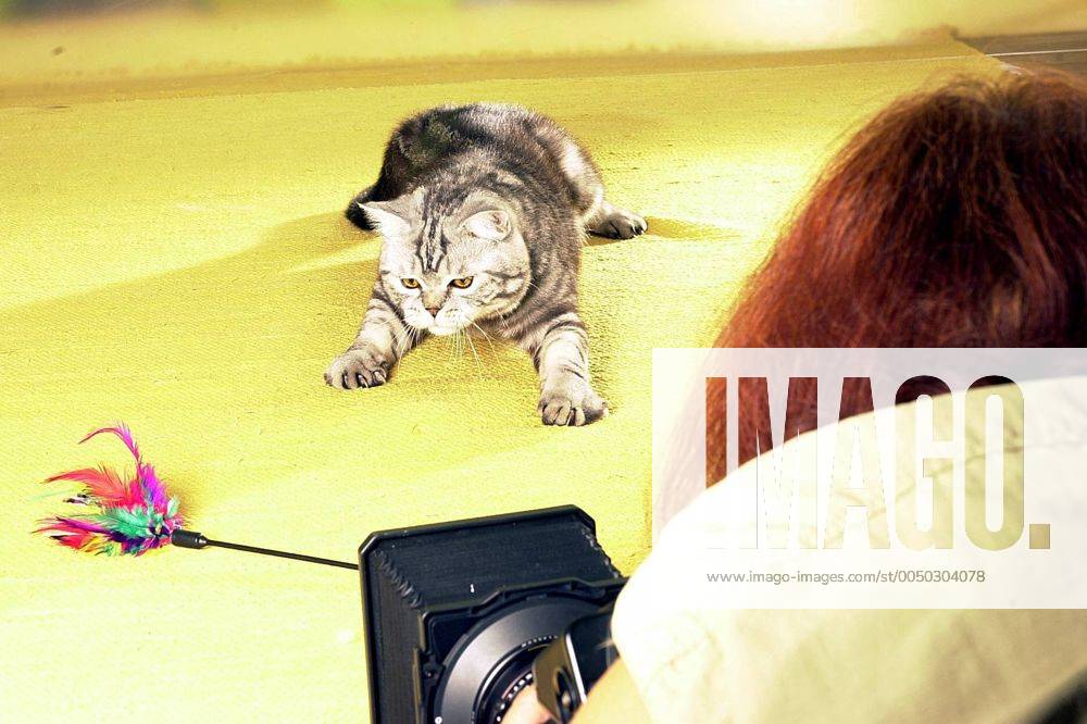 Spielende Katze während der Arbeit an Monika Weglers (GER) neuem Buch -Katzenkinder-