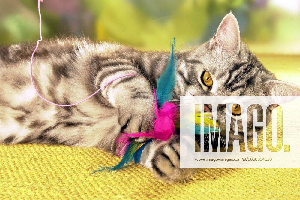 Spielende Katze während der Arbeit an Monika Weglers neuem Buch -Katzenkinder-