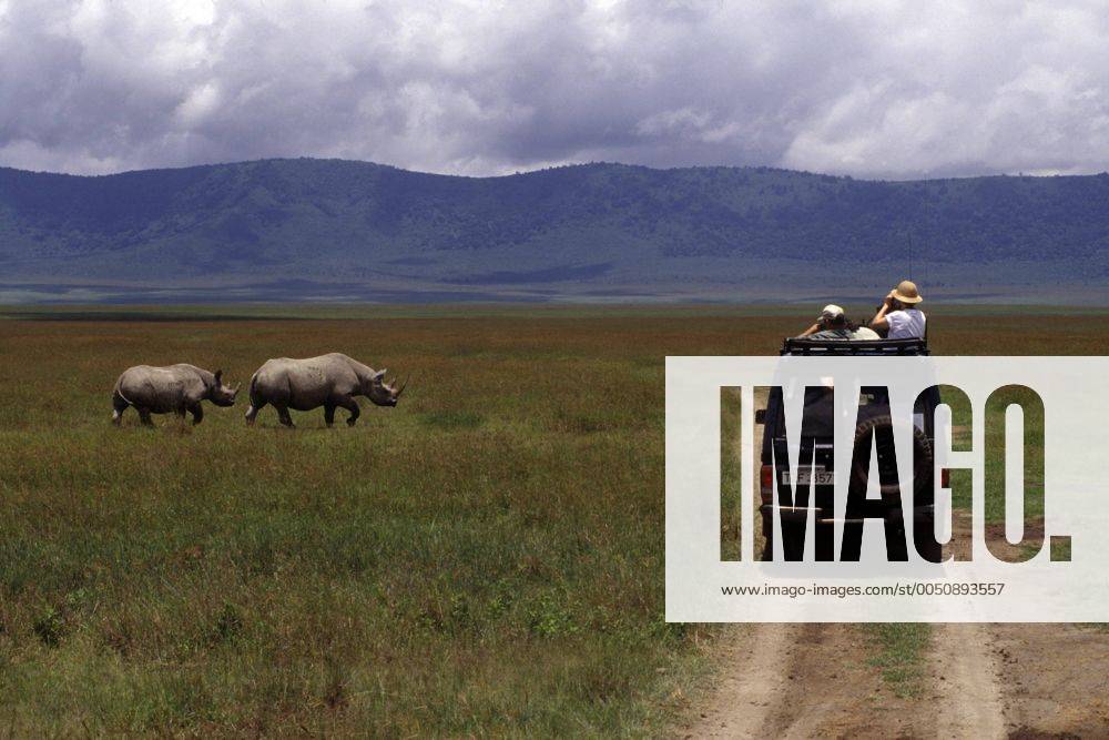 Safaritouristen im Ngorongoro-Krater betrachten aus dem Geländewagen heraus zwei Spitzmaulnashörner (Diceros bicornis)