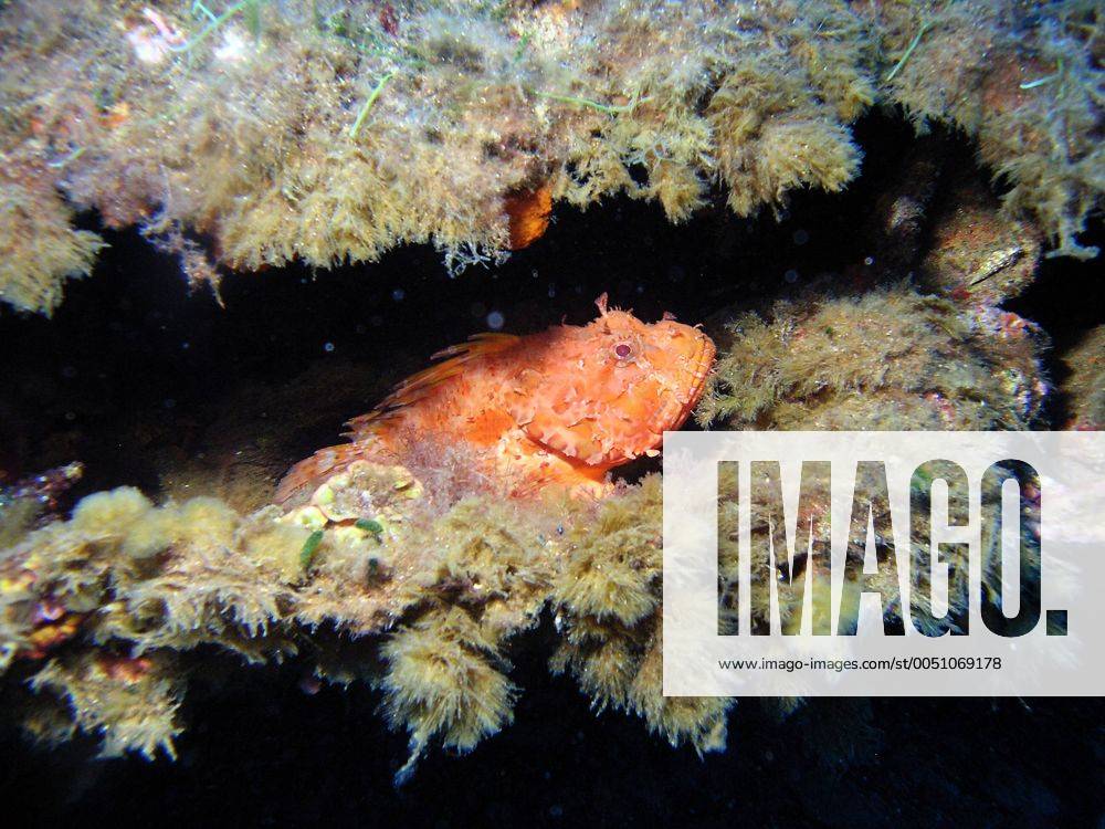 Großer Roter Drachenkopf (Scorpaena scrofa) im italienischen Mittelmeer
