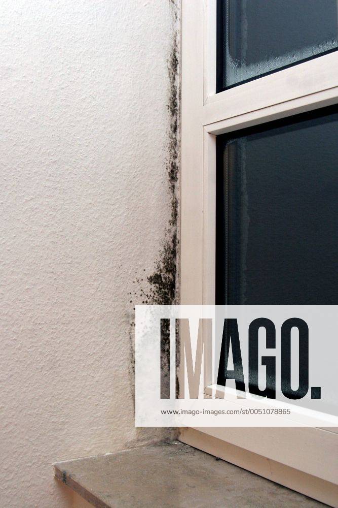 Schimmel am Fenster einer berliner Wohnung
