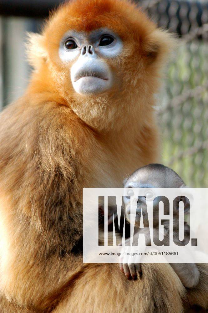 IMAGO Nature: Unsere Erde: Tierwelt: Hässliche Tiere Goldstumpfnasenaffe Xinxin (Pygathrix roxellana) mit ihrem Baby im Zoo von Jinan -