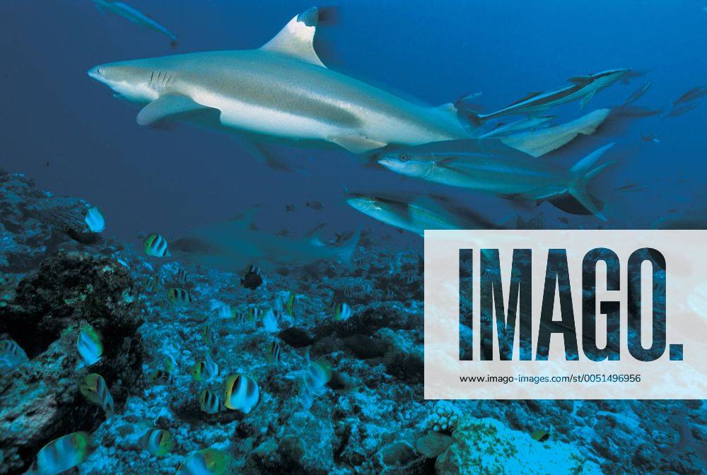 Kleiner Schwarzspitzenhai (Carcharhinus limbatus) vor der Küste von Französisch Polynesien - (ZK0009)