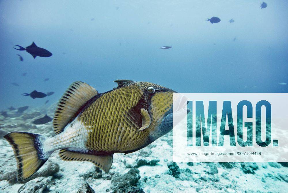 Grüner Riesendrückerfisch (Balistoides viridescens) am Vakarufalhi-Ari Atoll im Indischen Ozean (ibxbai00139640)