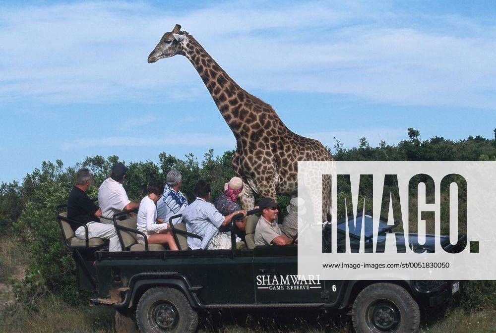 Touristen-Jeep und Giraffe im Shamwari Private Game Reserve-Park bei Port Elisabeth