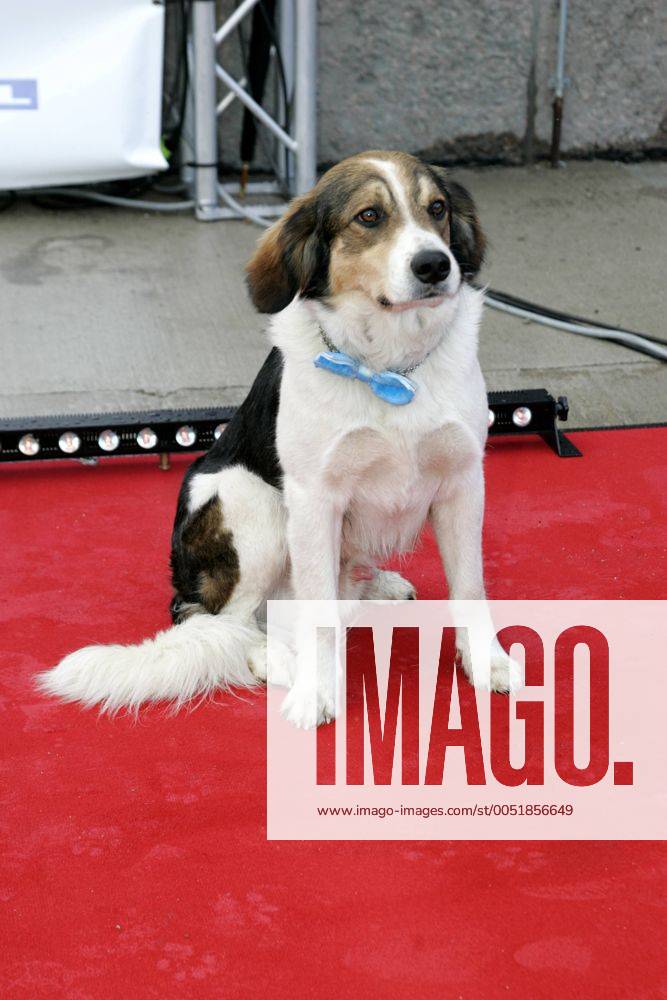 Filmhund Bolle anlässlich des 15jährigen Jubiläums der RTL Serie - Gute Zeiten, schlechte Zeiten - in Berlin