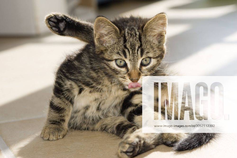 Junge Katze putzt sich (ibxwot00257442)