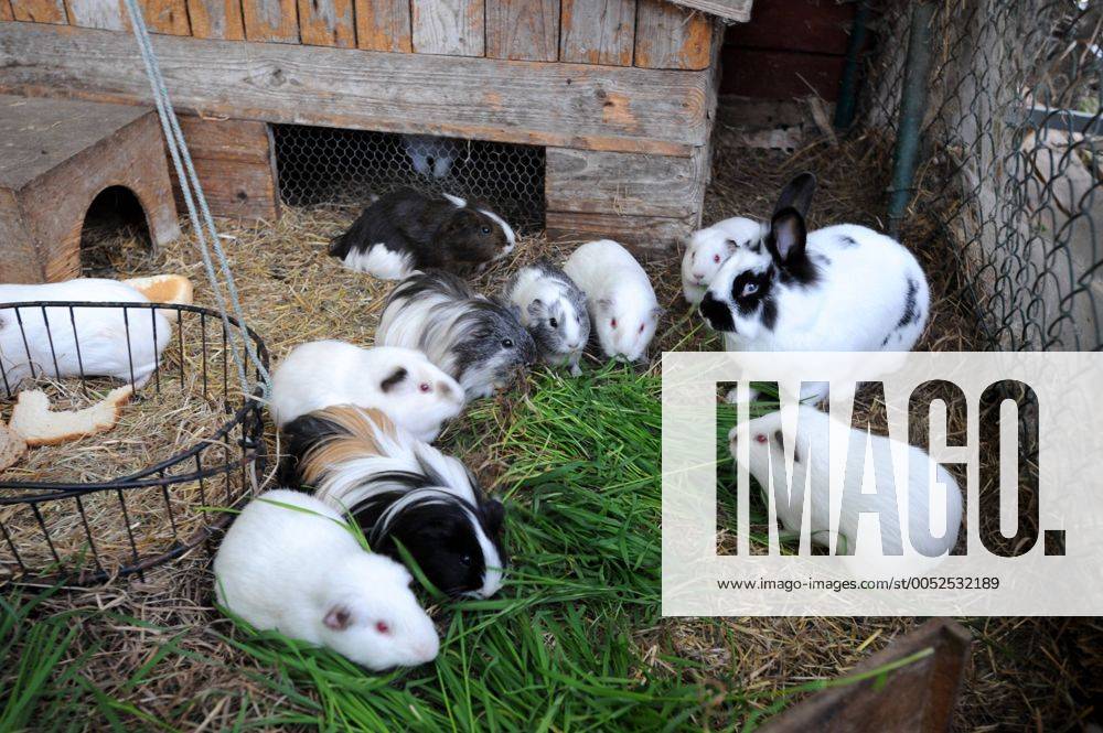 Meerschweinchen und Kaninchen im Käfig