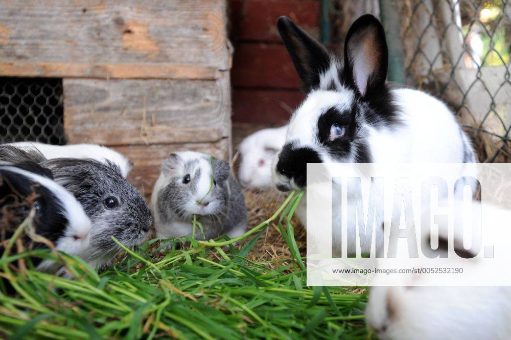 Meerschweinchen und Kaninchen im Käfig