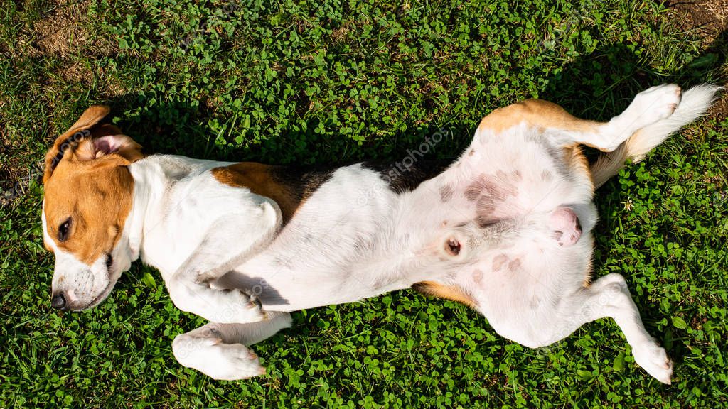 Beagle dog resting in garden in the sun on a grass background