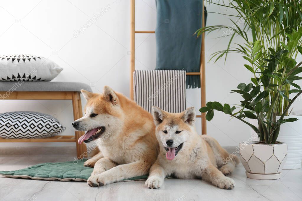 Cute Akita Inu dogs on rug in room with houseplants model released