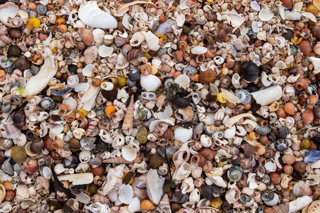 Pile of the shells of molluscs on the beach at low tide