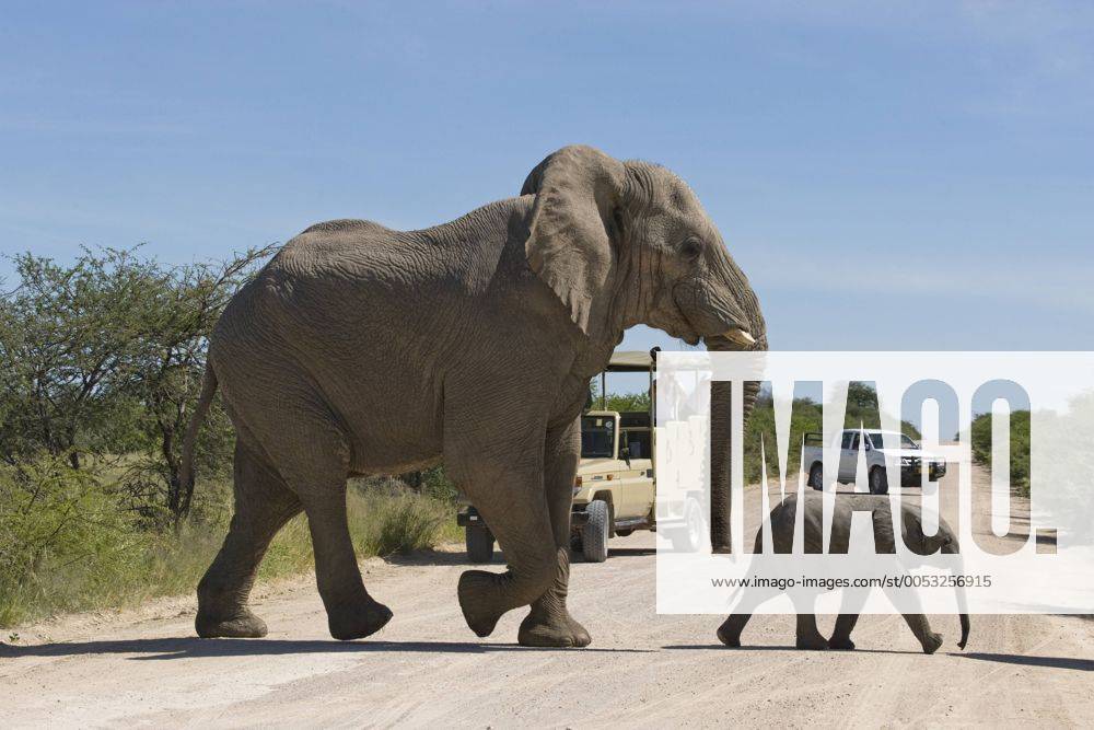 Elefanten (Loxodonta africana), Bulle und Jungtier überqueren Straße vor Touristen auf Fotosafari, Etosha Nationalpark, Namibia, Afrika ibluli01249152