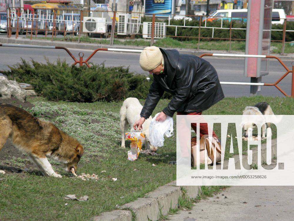 Frau füttert Straßenhunde in Chisinau - Moldawien