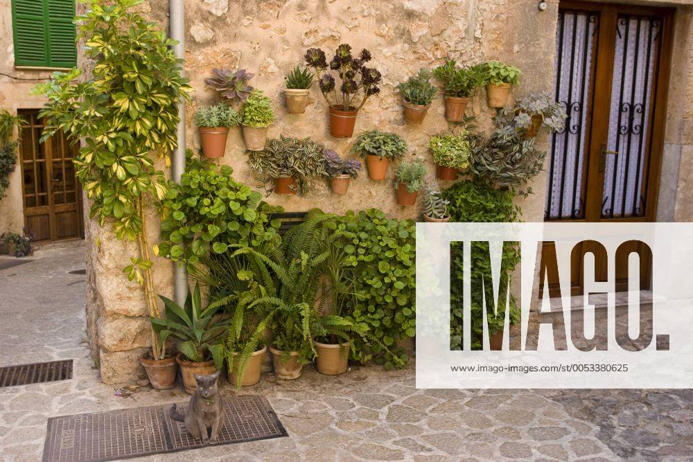 Hauskatze, Haus-Katze (Felis silvestris f. catus), sitzt vor einem Haus mit vielen Pflanzen, Spanien, Balearen, Mallorca, Valdemossa domestic cat, house cat (Felis silvestris f. catus), sits in front of a house with several plants, Spain, Balearen, Majorca, Valdemossa BLWS219939
