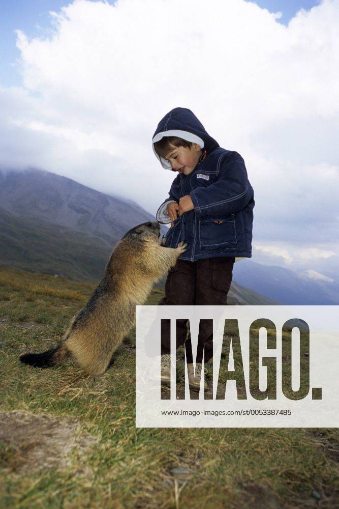 Alpenmurmeltier, Alpen-Murmeltier (Marmota marmota), freches Alpenmurmeltier bettelt um Futter bei einem Kleinkind, Oesterreich, Nationalpark Hohe Tauern, Grossklockner alpine marmot (Marmota marmota), cheeky Alpine Marmot being fed by a Child, Austria, Hohe Tauern NP, Grossklockner BLWS172622