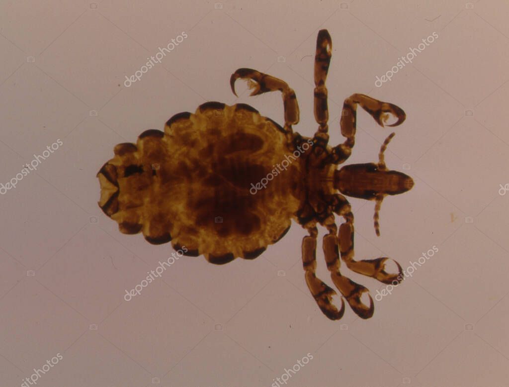Pork louse as a parasite under the microscope 50x