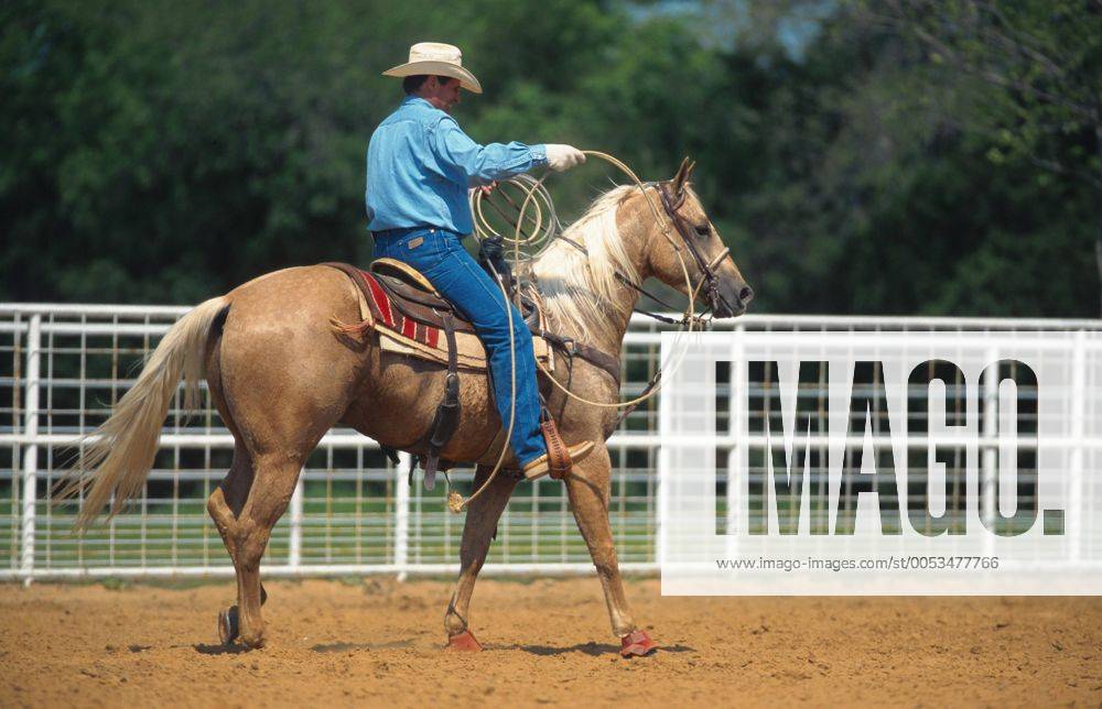 Quarter Horse (Equus przewalskii f. caballus), Cowboy Roping Quarterhorse (Equus przewalskii f. caballus), cowboy roping BLWS009668