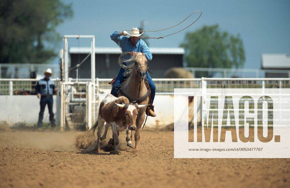 Quarter Horse (Equus przewalskii f. caballus), Cowboy Roping Quarterhorse (Equus przewalskii f. caballus), cowboy roping BLWS009669