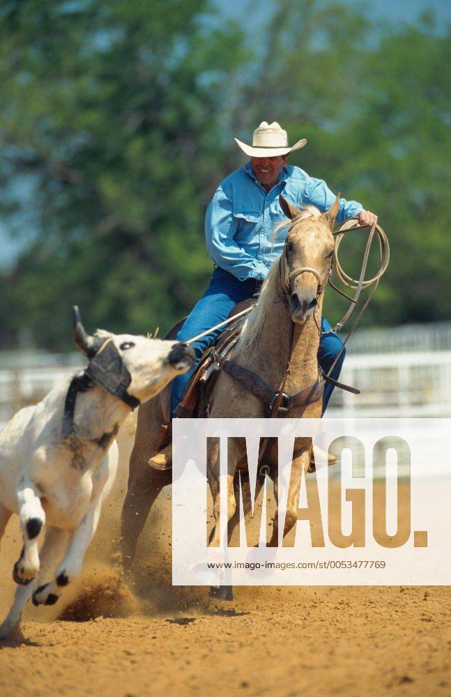 Quarter Horse (Equus przewalskii f. caballus), Cowboy Roping Quarterhorse (Equus przewalskii f. caballus), cowboy roping BLWS009671
