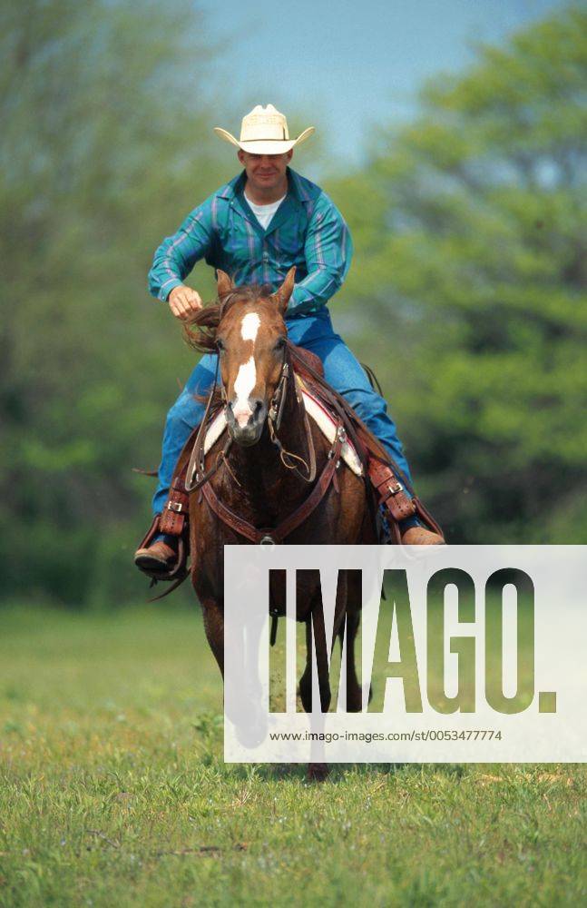 Quarter Horse (Equus przewalskii f. caballus), Cowboy reitet ueber eine Wiese Quarterhorse (Equus przewalskii f. caballus), cowboy riding over a meadow BLWS009676