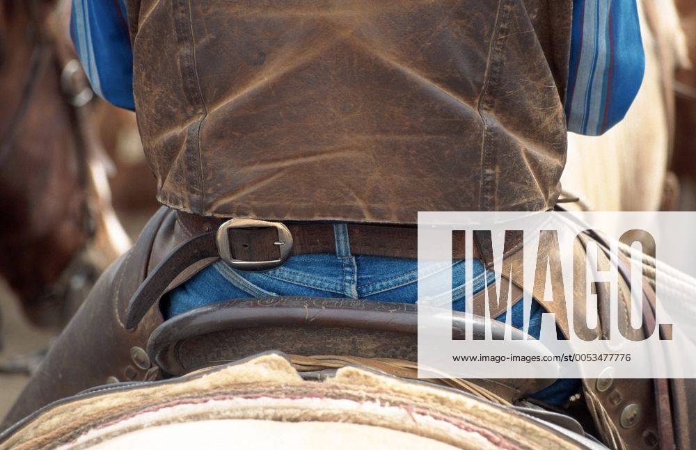 Quarter Horse (Equus przewalskii f. caballus), Cowboy im Sattel sitzend von hinten, Detail Quarterhorse (Equus przewalskii f. caballus), cowboy sitting in a saddle, backview, detail BLWS009679