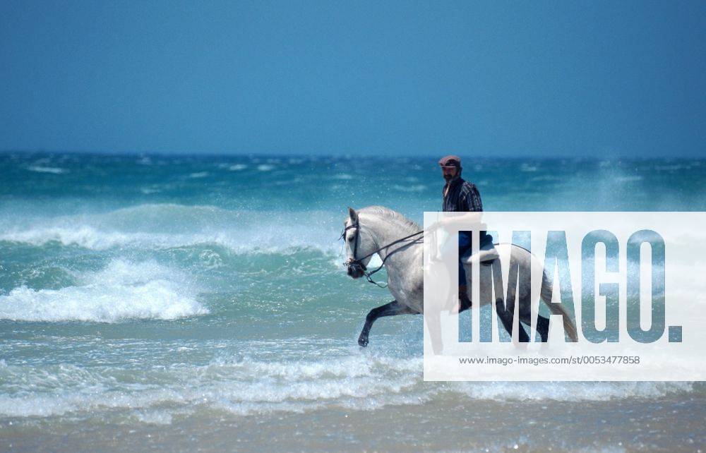 Andalusier, Pura Raza Espanola (Equus przewalskii f. caballus), Reiter am Strand Andalusian horse (Equus przewalskii f. caballus), rider at the beach BLWS010840