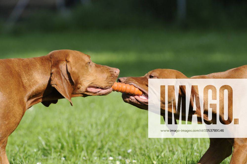 Zwei Magyar Vizsla Hunde zerren an einem Spielzeug iblmfi01433064