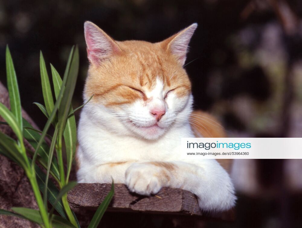 Hauskatze, Haus-Katze (Felis silvestris f. catus), rot-weisse Hauskatze schlaeft auf einem Brett domestic cat, house cat (Felis silvestris f. catus), red-white cat lying on a BLWS048257
